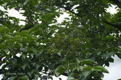 Lyonia ovalifolia